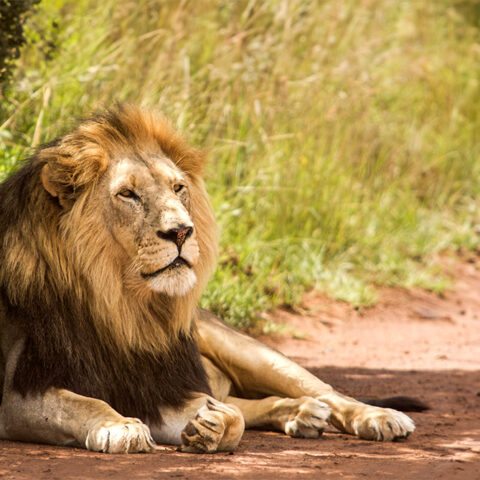 restinglion