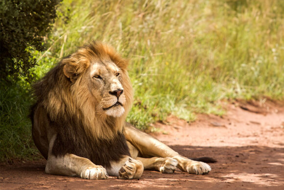 restinglion
