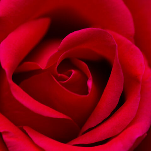Red Rose close up